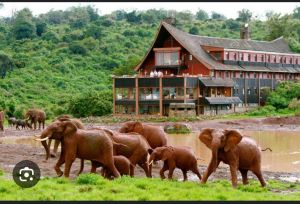 elephants at aberdares park